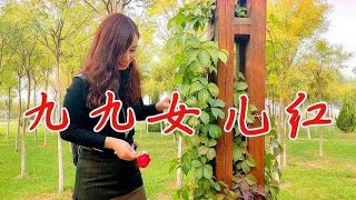 怀旧军旅歌曲：张也《九九女儿红》激情感人，听了一遍还想听