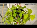 make a ball of money plant in hanging pots മണിപ്ലാന്റ് ഇങ്ങനെ തൂക്കി വളർത്താറുണ്ടോ..വളരെ എളുപ്പം 💯