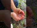 on our family day out we spotted a tiny tadpole. the kids were thrilled to hold it🥰 tadpole nature