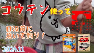 日没前に急いでフナ釣り！【埼玉県白岡市】2024.11 crucian carp fishing/woman fishing