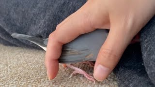 隙間を覗いている文鳥を後ろから閉じ込めたら…   java sparrow