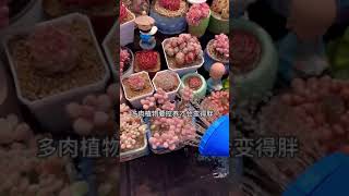 是什么导致多肉不肥不胖 ？如何养出又肥又胖的多肉？( Grandmom Nursery)