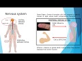 Igcse Biology Revision [syllabus 14] Nervous System