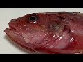 動画魚類図鑑no.94 アカカサゴ