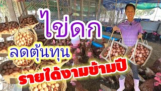 หนุ่มเทศบาล เลี้ยงไก่ไข่พันธุ์ผสม สร้างรายได้งาม  Ep.2