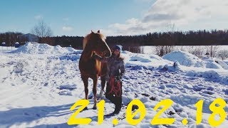 VLOG: Мы увели табун?😱 Работаем на виртуальной корде 21.02.18