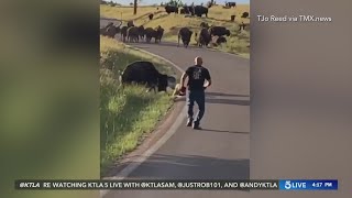 Bison attack causes South Dakota woman serious injuries
