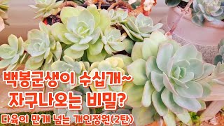 다육이 만개 이상키우는 그곳!  그동안 이런 백봉은 못보셨을것 같네요 ㅎ자연군생으로 예술작품이 만들어졌네요 ㅎ 깜~ 놀 (두번째 이야기)