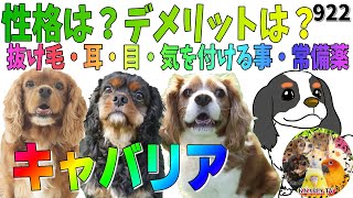 キャバリア犬を飼う前に見て欲しい動画・飼い方｜性格・特徴・デメリット・長所・短所（抜け毛・耳、目のケア・常備薬）