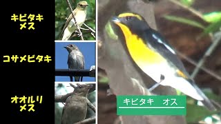 キビタキ　メスはややこし～い