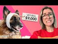 Is Pet Insurance A Scam?