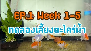 EP.1 การทดลองเลี้ยงตะไคร่น้ำในตู้ปลาทอง (week 1-5)