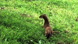 Weasel War Dance