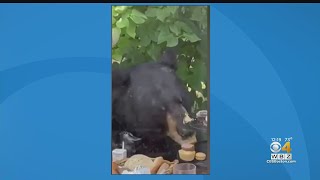 Bear crashes birthday party in Connecticut