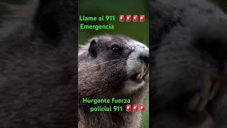 Emergencia 🆘🚨🚨🚨🚨         911 llame en Emergencia