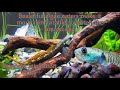 Stiphodon Ornatus (Rainbow Stiphodon Goby) Profile | Beautiful algae eater fish for aquascape