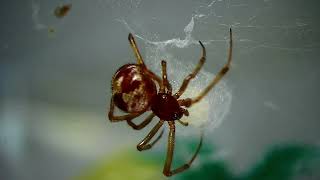 Triangulosa   Laying egg real time close up