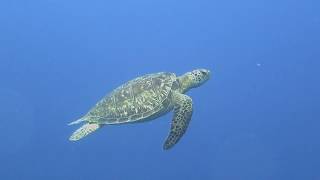 Scuba diving - Manado Bunaken