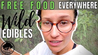 Foraging Wild Edibles and Medicinals | North Florida Food Forest | Home Apothecary