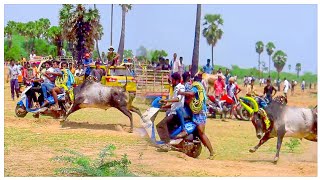 ஸ்கெட்ச்🔥🔥போட்டா..!!|பெரிச்சிகோவில் மஞ்சுவிரட்டு |மஞ்சுவிரட்டு வெறியர்கள்