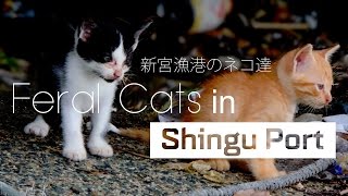 Feral Cats in Shingu Port 新宮漁港のネコ達 【猫スポット】