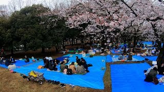 [4K] Yoyogi Park 代々木公園 Hanami 花見 2019