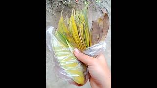 Christmas Tree Making With Natural Leaf #shorts #viralshort #youtubeshorts #craft #cristmas.