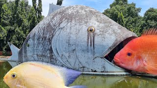 Exploring Malampuzha Aquarium | Palakkad | Relaxing Video