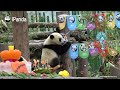 class 2018 baby panda s first birthday party ipanda