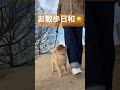 ポメラニアン、飼い主チラ見しながらお散歩 shorts ポメラニアン pomeranian