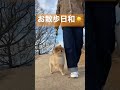 ポメラニアン、飼い主チラ見しながらお散歩 shorts ポメラニアン pomeranian