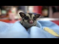 4개월차 슈가글라이더 먹방 모음 sugar glider eating