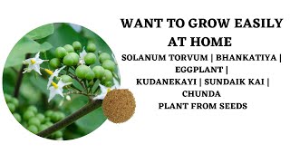 Want To Grow Easily At Home Solanum Torvum | Bhankatiya Eggplant | Kudanekayi