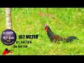 BERBURU AYAM HUTAN 102 METER HEAD SHOT || BONOS TUPAI HEADSHOT