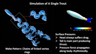 Swimming in Schools: Computational Analysis of Hydrodynamic Interactions in Trout Schools