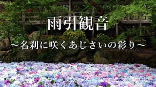 雨引観音　～名刹に咲くあじさいの彩り～