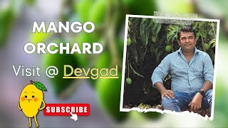 From the Orchard to Outlet. Visit to Devgad Mango Orchard. 🥭🌳 #farmlife #mangoes #alphonso