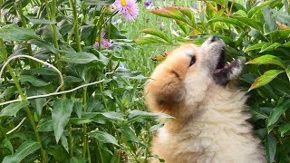 Little puppy Kaya: When the grass was still green