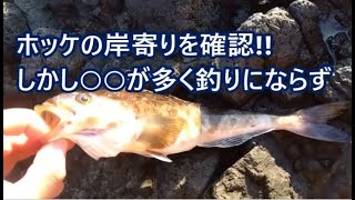 2022年　11月20日　積丹へホッケ釣り　ホッケを確認＃抱卵＃外道＃ジグサビキ