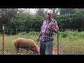 the unique eating preferences of mangalitsa pigs