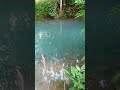 natural pool kasaragod kerala nostalgia childhoodmemories