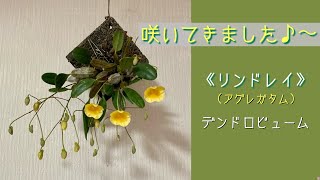 2023年2月13日　《リンドレイ 》アグレガタム　早咲き種　アーモンド形のバルブ　失敗のウェンツェンにも花芽　水が大好きなデンドロビューム