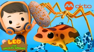 Rescuing SEA CUCUMBER 🐠 SPIDER 🕷️ FROG 🐸| Leo Compilation |  @mediacorpokto