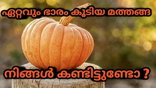 അമ്പോ ! ഇത്രയും വലിപ്പമുള്ള മത്തങ്ങയോ 😮 | Giant Pumpkin Explain Malayalam | #Shorts