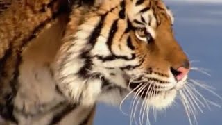 The Siberian Tiger | The Life of Mammals | BBC Earth