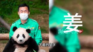 大熊猫爱宝即将生二胎，福宝升级姐姐，网友很忙：二胎取名什么好