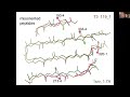 The Growing Interdependence of Refinement, Resolution, Validation, & Correction - Jane Richardson