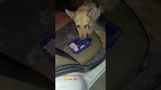 #dog #حمایت_از_حیوانات #توله_سگ #توله_سگ #سگ-تصادفی