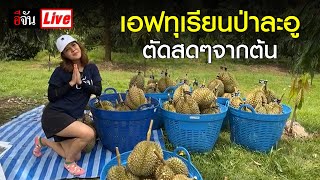 Live มาเอฟกันทุเรียนป่าละอู ตัดสดๆจากต้น | อีจัน EJAN