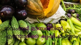 നവംബർ മാസത്തിൽ എന്തൊക്കെ കൃഷി ചെയ്യാം/ What to plant in November?